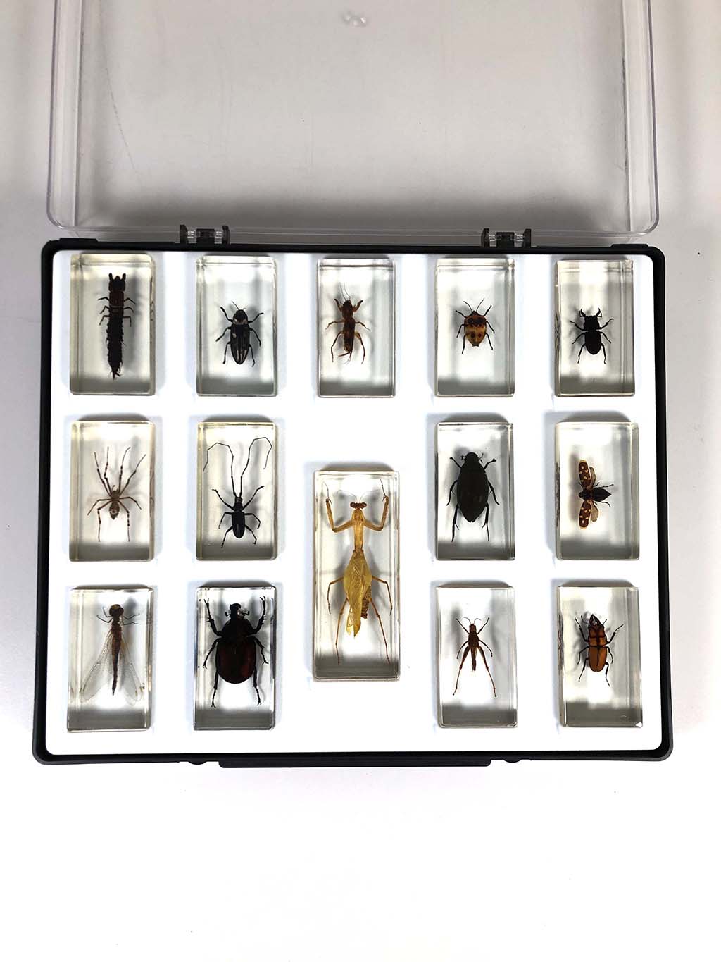Collection box with 14 insects in resin