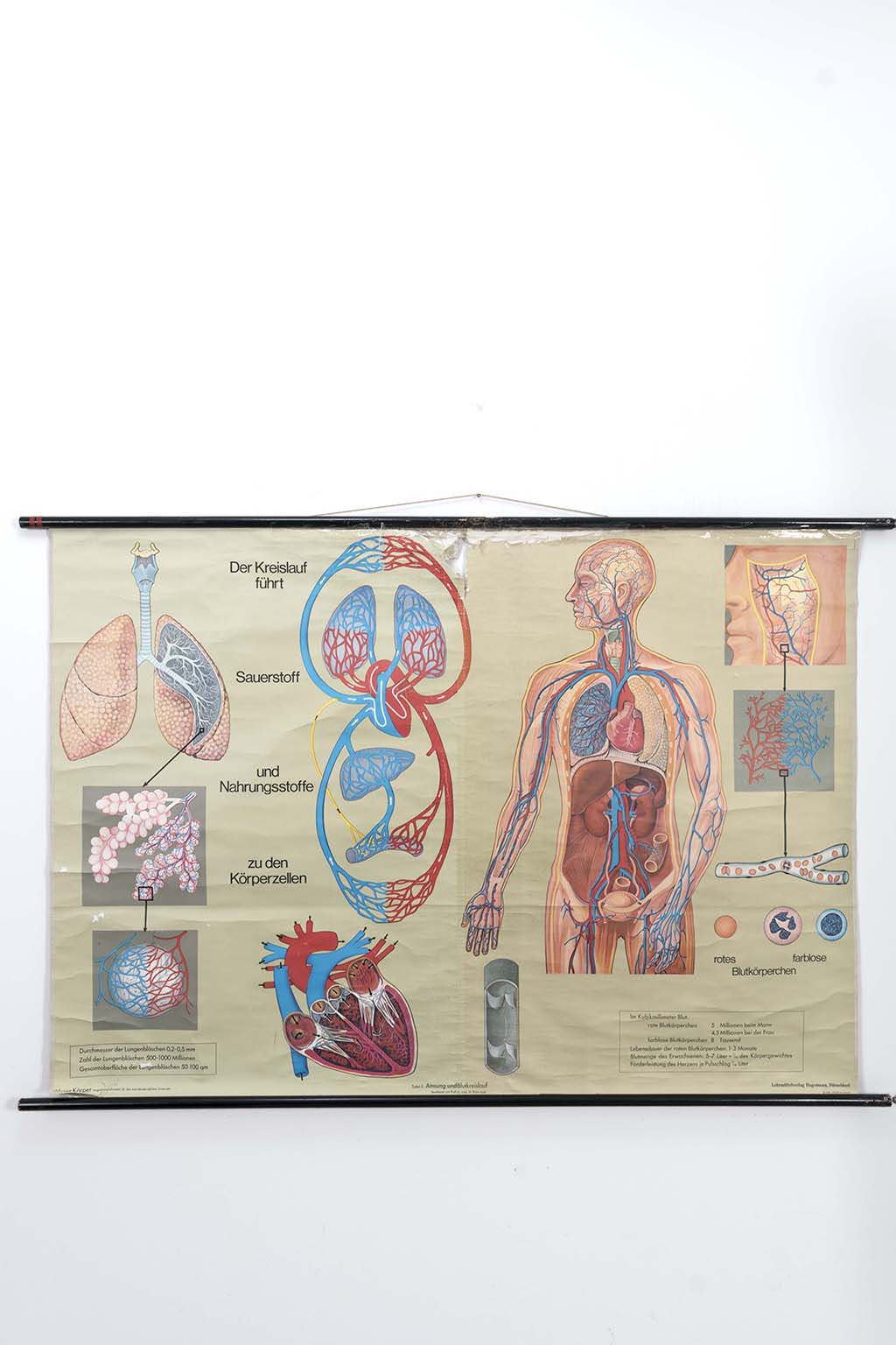Schoolplaat ‘Atmung und Blutkreislauf’